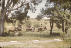 p21.jpg