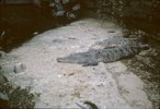 p65.jpg