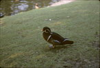 p66.jpg