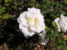 p035.jpg