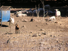 p045.jpg