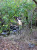 p16.jpg