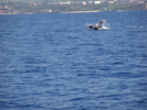 p30.jpg
