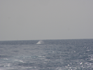 p33.jpg