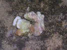 p53.jpg