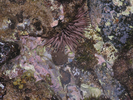 p54.jpg