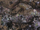 p55.jpg