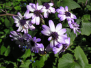 p36.jpg