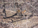 p56.jpg