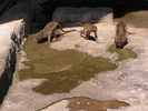 p31.jpg