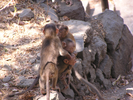 p61.jpg