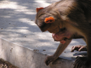 p63.jpg