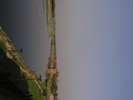 p102.jpg