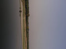 p105.jpg