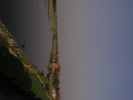 p116.jpg