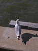 p004.jpg