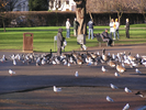 p005.jpg