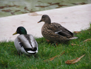 p008.jpg