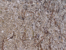 p026.jpg