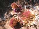 p030.jpg