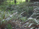 p009.jpg