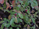 p21.jpg