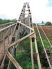 p36.jpg