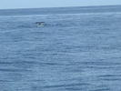 p007.jpg