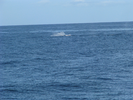 p018.jpg