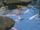 p52.jpg