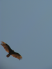 p049.jpg
