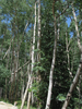 p013.jpg