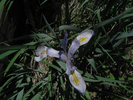 p052.jpg