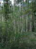 p075.jpg