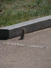 p001.jpg