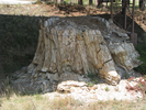p003.jpg