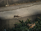 p38.jpg