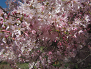 p60.jpg