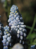p66.jpg