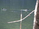 p31.jpg
