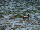 p44.jpg