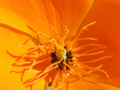 p95.jpg