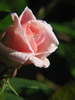 p08.jpg
