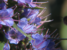 p36.jpg