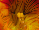 p52.jpg