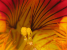 p53.jpg