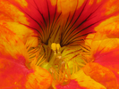 p54.jpg