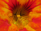 p55.jpg