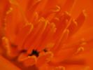 p60.jpg
