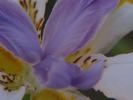 p66.jpg